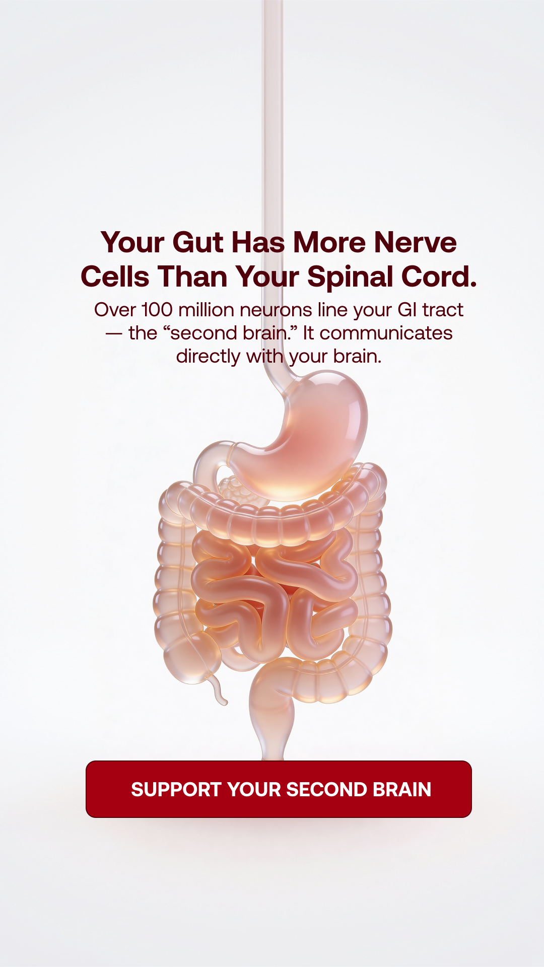 Your Gut Controls Everything Else